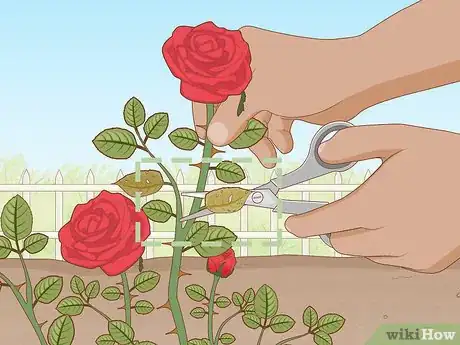 Imagen titulada Get Rid of Aphids on Roses Organically Step 1