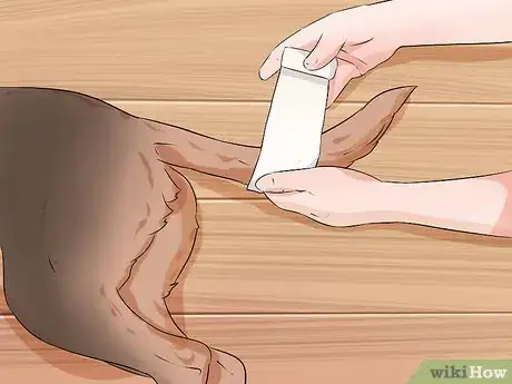 Imagen titulada Wrap a Dog's Tail Step 12