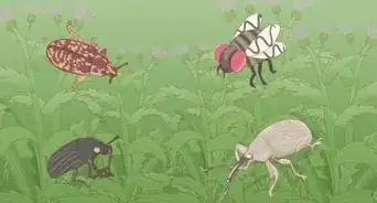deshacerte de los cardos