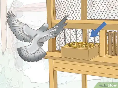 Imagen titulada Train a Homing Pigeon Step 7
