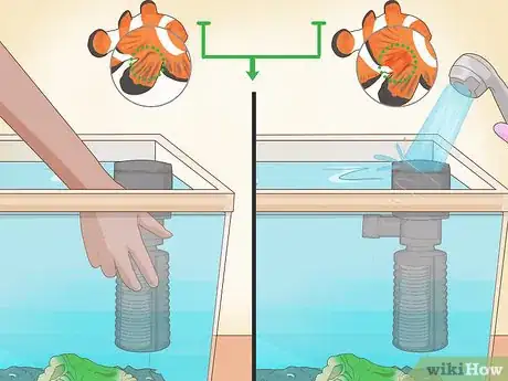 Imagen titulada Care for a Clown Fish Step 19