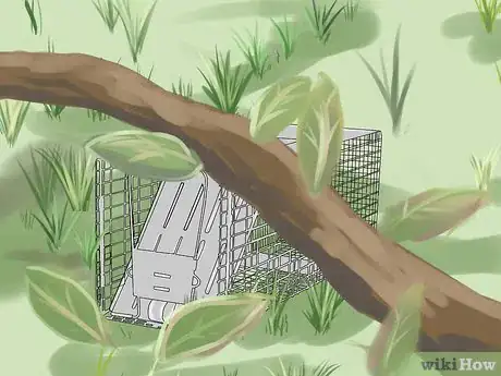 Imagen titulada Trap a Groundhog Step 6