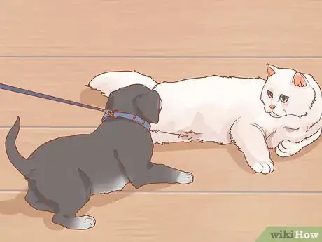 Imagen titulada Introduce a New Puppy to the Resident Cat Step 6