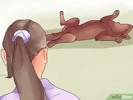 Imagen titulada Recognize Bloat in Dogs Step 7