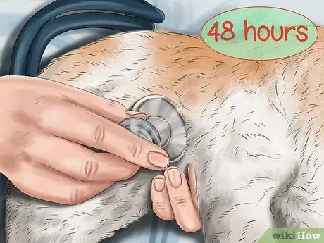Imagen titulada Check the Weight of Newborn Puppies Step 12