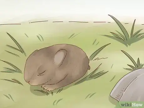 Imagen titulada Care for a Baby Wild Rabbit Step 1