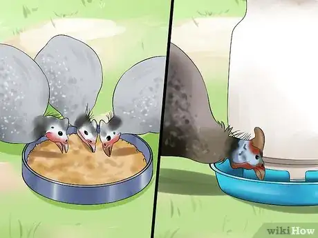Imagen titulada Raise Guinea Fowl Step 6