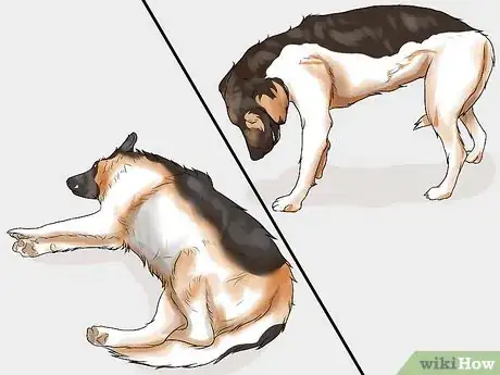 Imagen titulada Spot Signs of Muscle Loss in Dogs Step 10