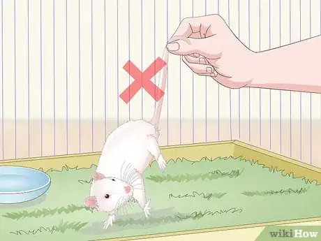 Imagen titulada Handle a Pet Rat Step 10