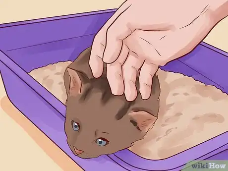 Imagen titulada Litter Train a Kitten Step 7