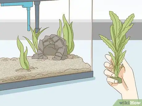 Imagen titulada Care for an Angelfish Step 3