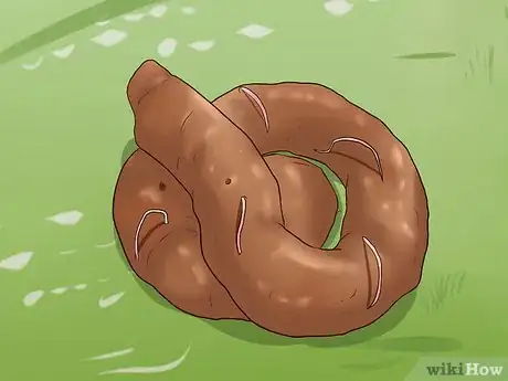 Imagen titulada Identify Different Dog Worms Step 3