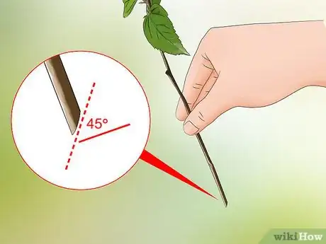 Imagen titulada Propagate Hibiscus Step 5