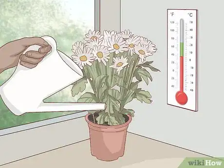 Imagen titulada Care for Daisies Step 17