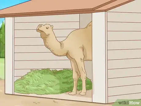 Imagen titulada Care for a Camel Step 5