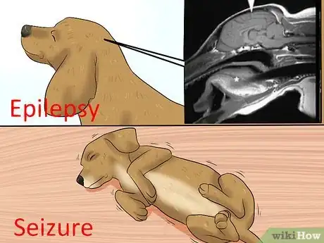 Imagen titulada Diagnose Epilepsy in Beagles Step 5