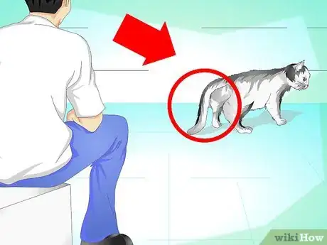 Imagen titulada Treat a Cat's Broken Tail Step 1