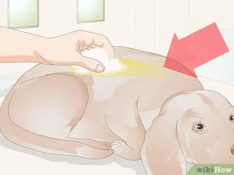 Imagen titulada Get Rid of a Rash on a Dog Step 17