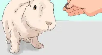 cargar a un conejo