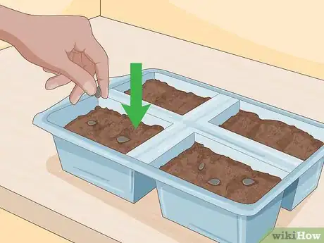 Imagen titulada Grow Onions Indoors Step 11