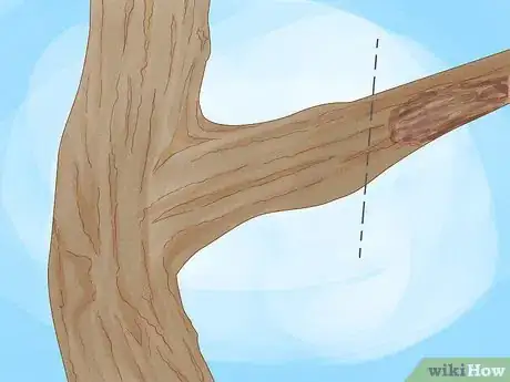 Imagen titulada Prune a Mulberry Tree Step 3