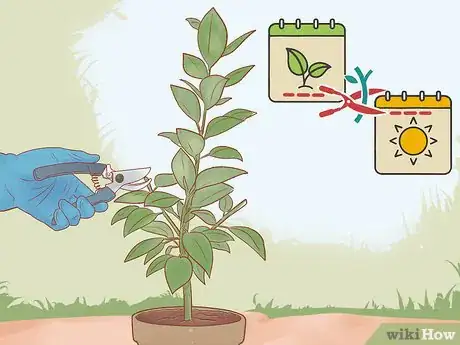 Imagen titulada Prune a Rubber Plant Step 2