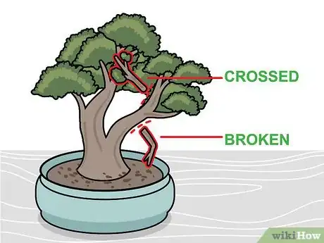 Imagen titulada Prune a Bonsai Tree Step 2