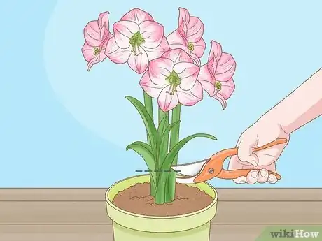 Imagen titulada Plant Amaryllis Step 11
