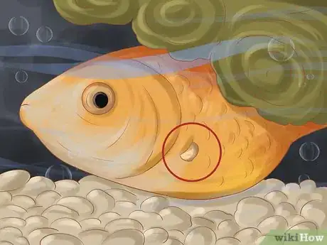 Imagen titulada Keep Your Fish from Dying Step 11