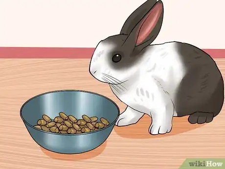 Imagen titulada Care for Dutch Rabbits Step 12