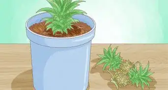 cultivar piñas miniatura
