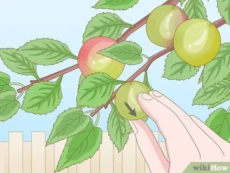 Imagen titulada Harvest Plums Step 6