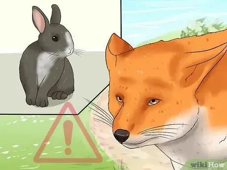 Imagen titulada Walk a Rabbit Step 12