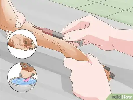 Imagen titulada Diagnose and Treat Your Dog's Itchy Skin Problems Step 4