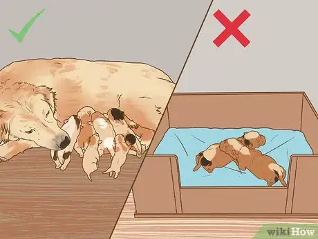 Imagen titulada Encourage a Mother Dog to Feed Her Litter Step 2
