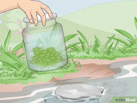Imagen titulada Make a Closed Aquatic Ecosystem Step 6