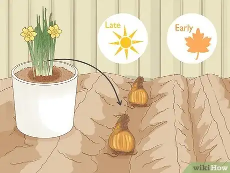 Imagen titulada Transplant Daffodils Step 15