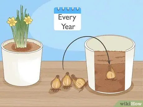 Imagen titulada Transplant Daffodils Step 14