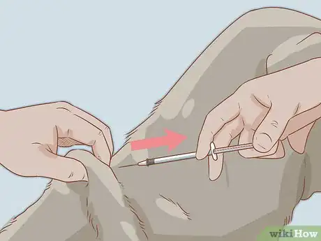 Imagen titulada Give an Insulin Shot to Dogs Step 10