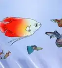 criar guppys