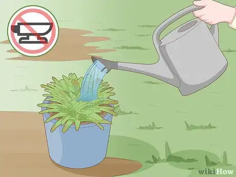Imagen titulada Care for a Bromeliad Step 6