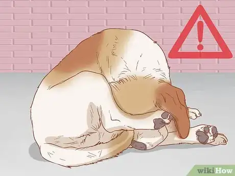 Imagen titulada Remove Sticky Barbed Seeds from Your Dog's Fur Coat Step 11