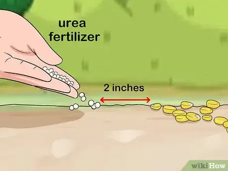Imagen titulada Apply Urea Fertilizer Step 8