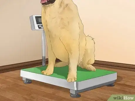Imagen titulada Treat Obesity in Labrador Retrievers Step 11