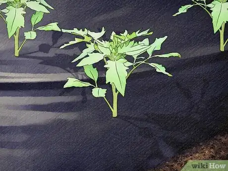Imagen titulada Kill Tomato Worms Step 10