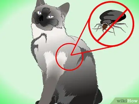 Imagen titulada Get Rid of Dry Skin on Cats Step 1