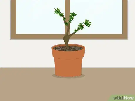 Imagen titulada Propagate Azaleas Step 26