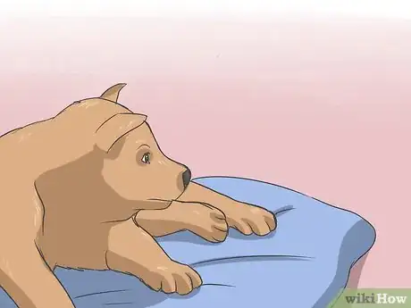 Imagen titulada Eliminate a Flea Infestation in Your Home Step 5