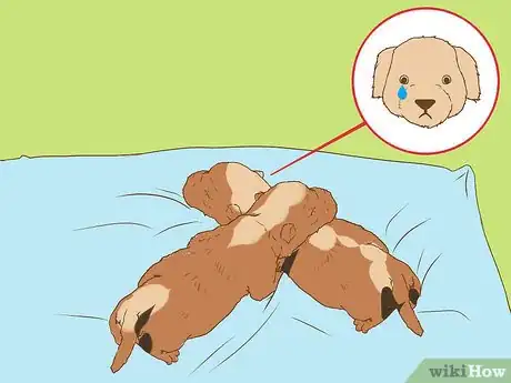 Imagen titulada Encourage a Mother Dog to Feed Her Litter Step 7