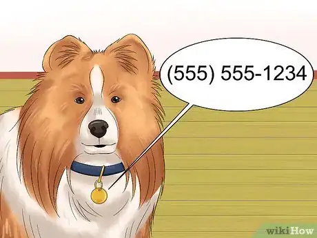 Imagen titulada Care for Shelties Step 1